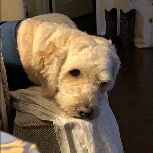 Meet your Posher, Hannah